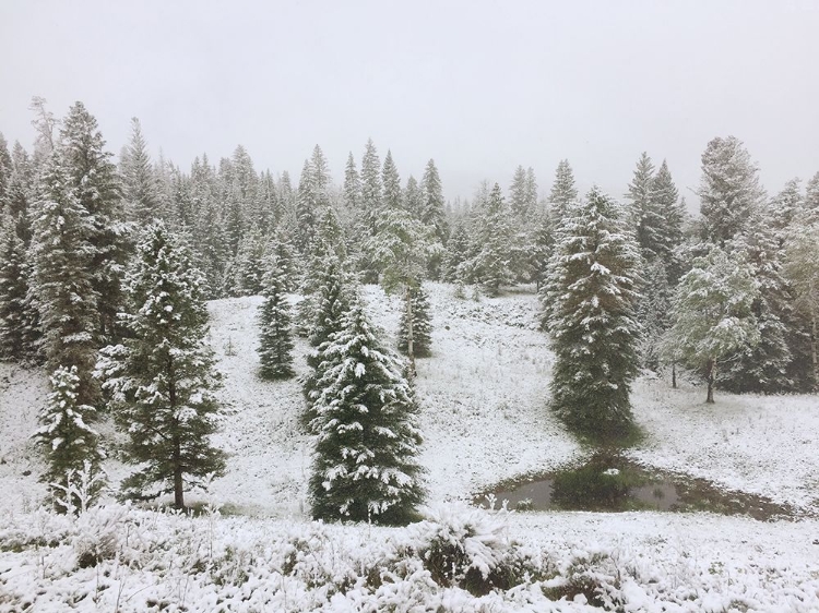 Picture of DUSTING OF SNOW