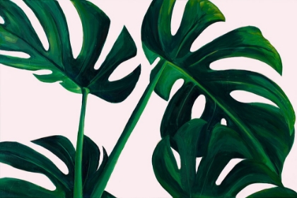 Picture of MONSTERA PALMS