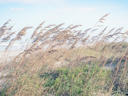 Picture of EASTERN BEACH GRASS I