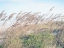 Picture of EASTERN BEACH GRASS I