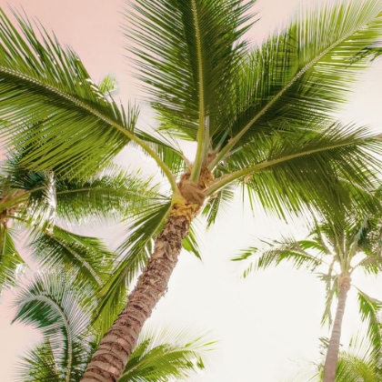 Picture of BRIGHT OAHU PALMS II