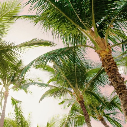 Picture of BRIGHT OAHU PALMS I