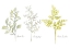 Picture of NAMED FERNS I