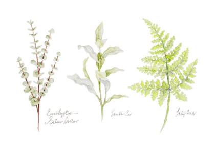 Picture of NAMED FERNS II