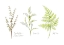 Picture of NAMED FERNS II