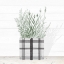 Picture of LAVENDER IN MODERN POT II