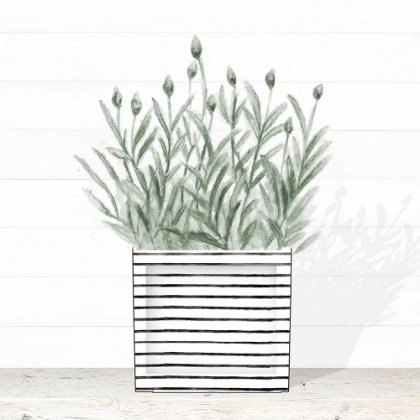 Picture of LAVENDER IN MODERN POT III