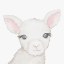 Picture of BABY LAMB