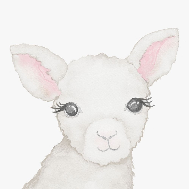 Picture of BABY LAMB