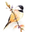 Picture of WATERCOLOR CHICKADEE I