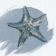 Picture of STARFISH