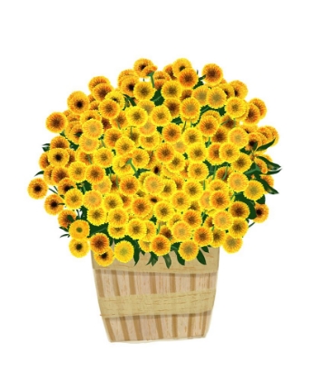 Picture of YELLOW MUMS