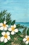 Picture of PLUMERIA BEACH