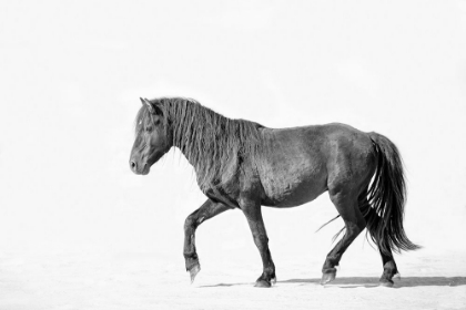 Picture of BLACK HORSE