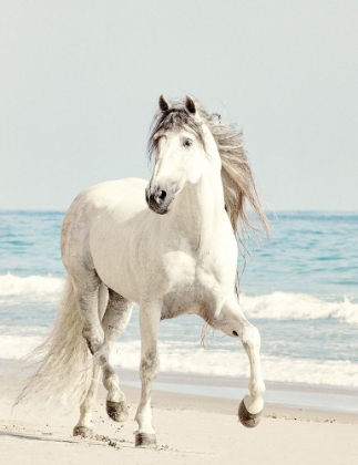 Picture of BEACH RUN