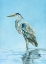 Picture of GARZA AZUL