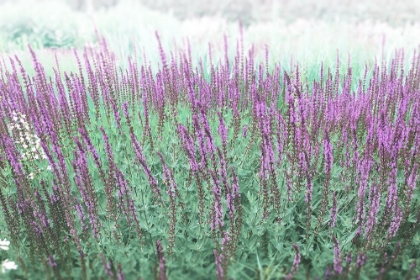 Picture of LAVENDER GARDEN