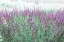 Picture of LAVENDER GARDEN
