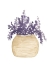 Picture of POT OF LAVENDER