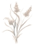 Picture of BEIGE HERB I