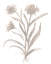 Picture of BEIGE HERB II