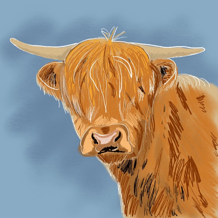 Picture of HIGHLAND COW