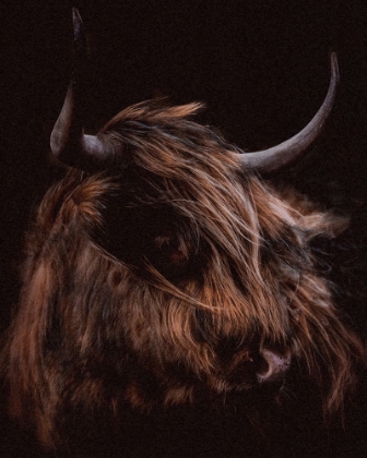 Picture of MOODY COW