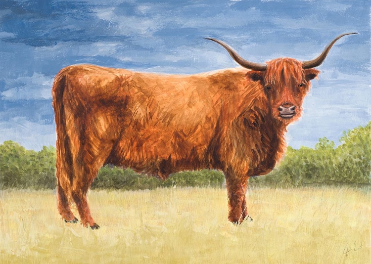 Picture of HIGHLAND CATTLE