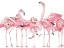 Picture of FLAMINGOS FLAUNTING IT
