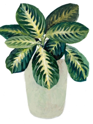 Picture of PRAYER PLANT I