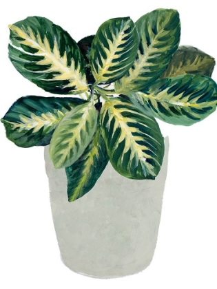 Picture of PRAYER PLANT II