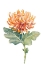 Picture of ORANGE SPIDER MUM