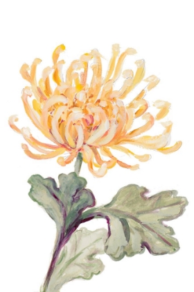 Picture of YELLOW SPIDER MUM