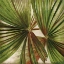 Picture of LA PALMERA IV