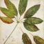 Picture of ORGANIC III