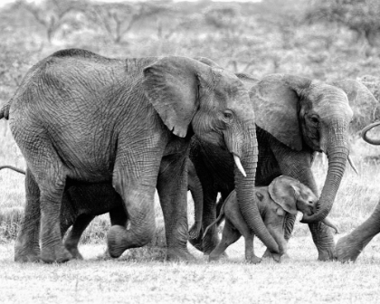 Picture of ELEPHANT FAMILY