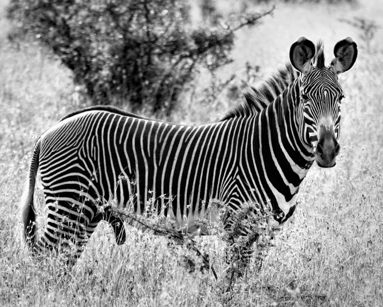 Picture of ZEBRA LOOKOUT
