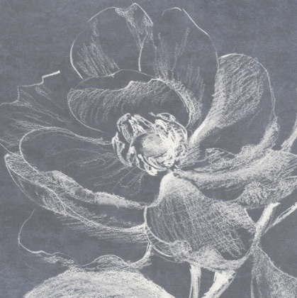 Picture of NEUTRAL FLORAL DRAWING II