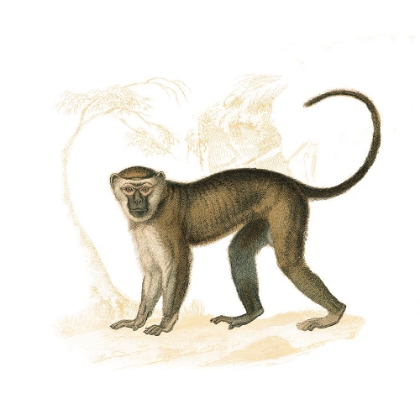 Picture of GOLDEN MONKEY