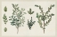 Picture of VICTORIAN GARDEN CHART I