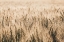 Picture of DAKOTA WHEAT FIELDS