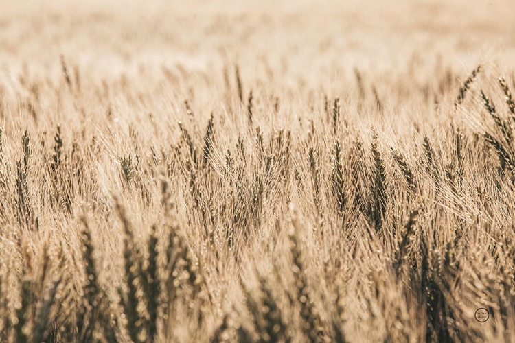 Picture of DAKOTA WHEAT FIELDS