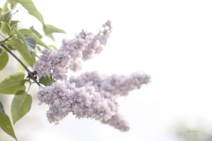 Picture of PALE LILACS I
