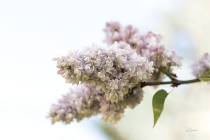 Picture of PALE LILACS II