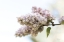 Picture of PALE LILACS II