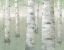 Picture of SPRING BIRCH