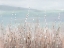 Picture of COASTAL MORNING BLOOMS