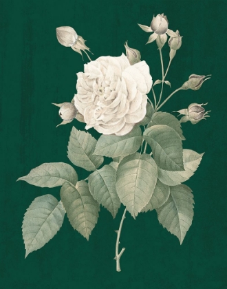 Picture of WHITE ROSES ON GREEN I