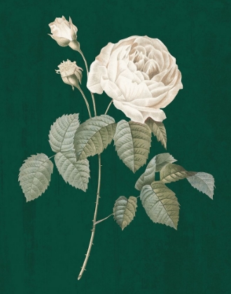 Picture of WHITE ROSES ON GREEN II