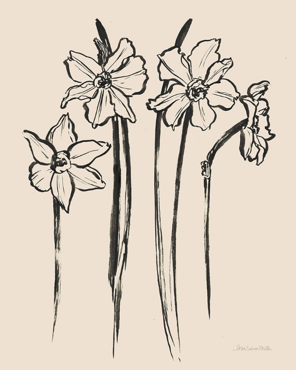 Picture of INK SKETCH DAFFODILS